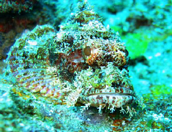 Ligpo Pinnacle, Anilao, Batangas by Bernard Maglana 